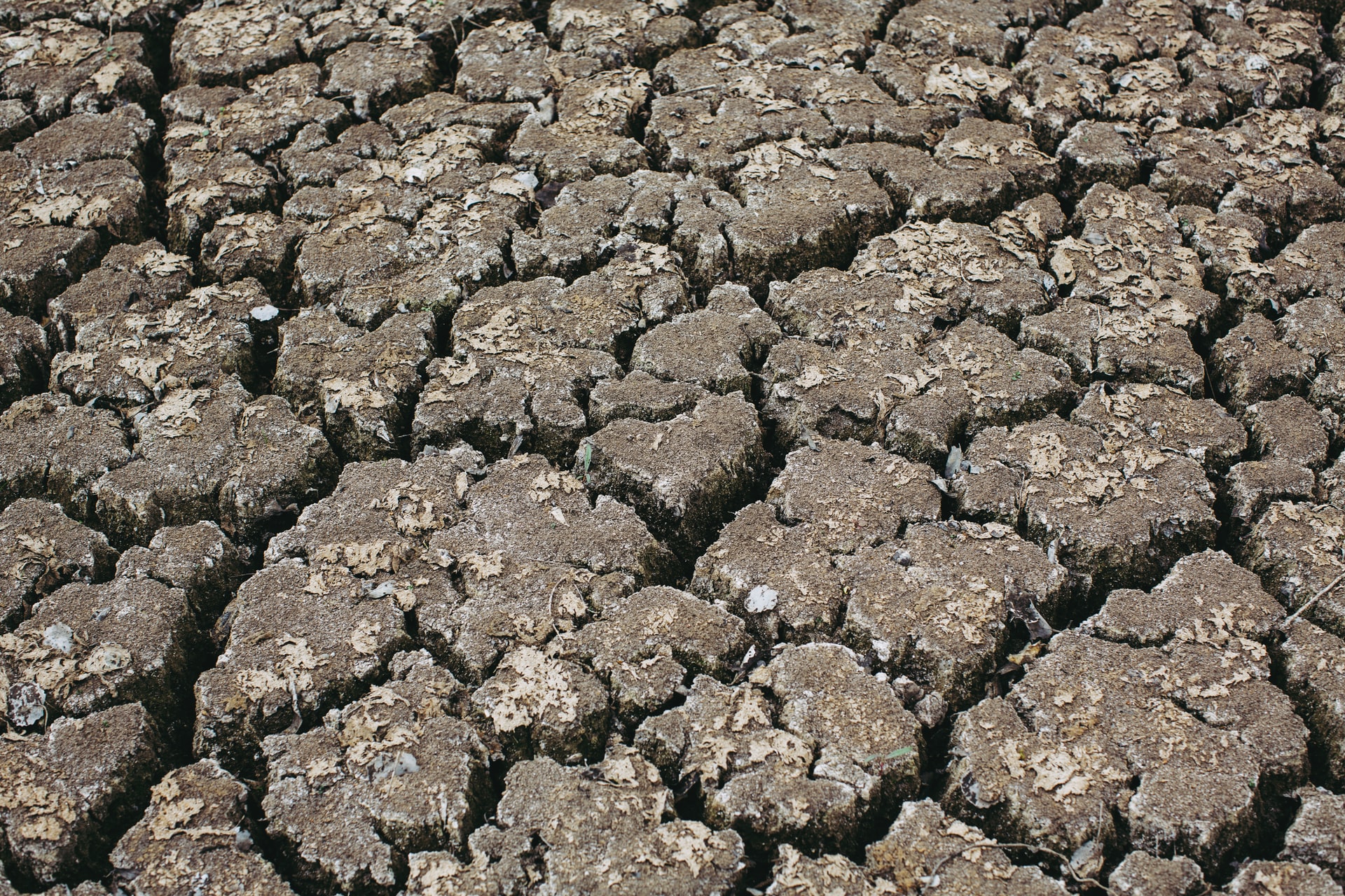 agriculture disaster (disaster managment)